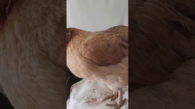 Цыпа-путишественница