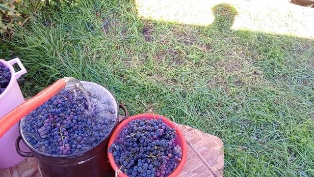 КАК ЛУЧШЕ ПЕРЕРАБАТЫВАТЬ ВИНОГРАД