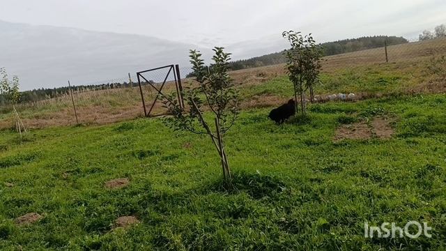 Полтора дня дачных забот, 27-28 сентября