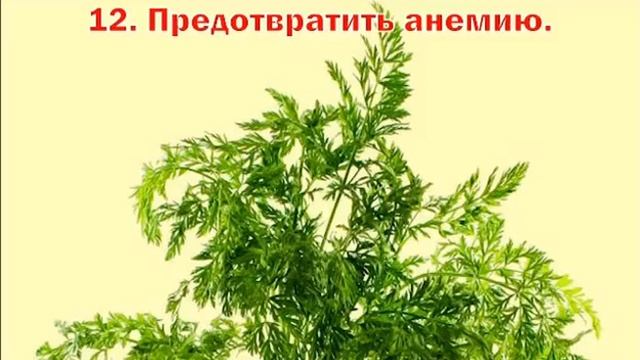 что полезного в ботве моркови?