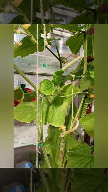 Огурчики 🥒👍