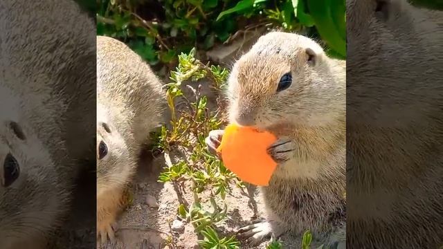 СУСЛИКИ И МОРКОВЬ 🐾🥕 #популярно #тикток #животные #еда #милота #рек #вкусно