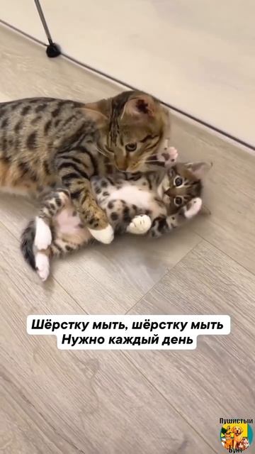 Клип meowtaverse
