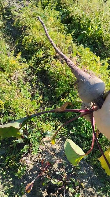 Копаем и собираем урожай!
Морковка и свёкла 👍💥💥💥
Свёклы мало, а морковки полно
Чи