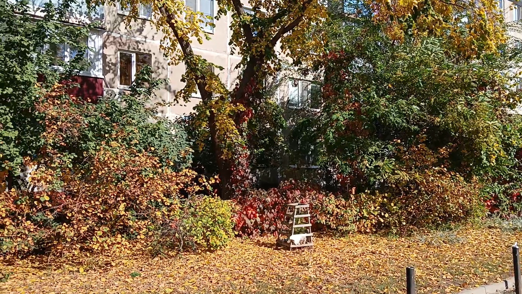 Осень в сентябре с красивыми красками осень