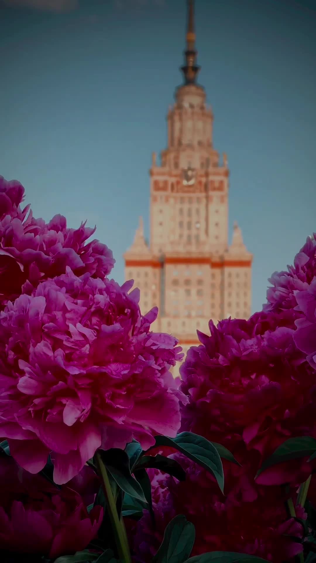 цветы здания