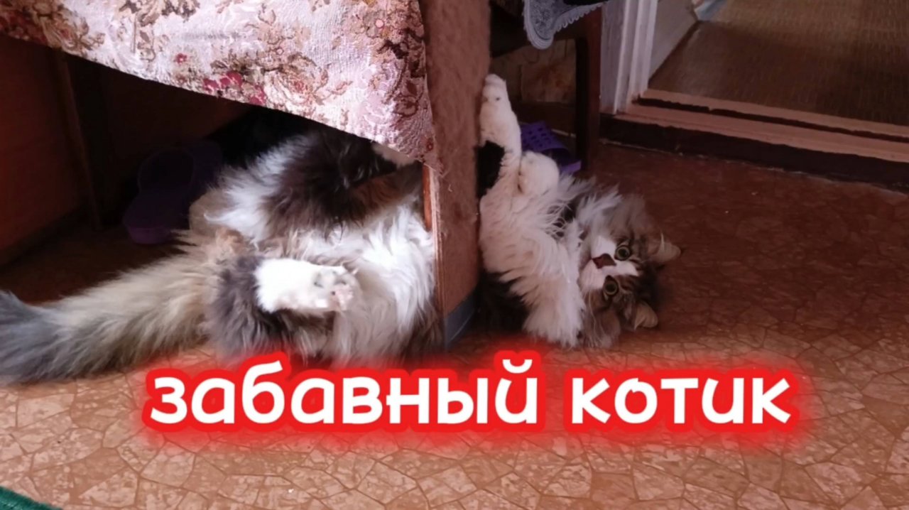 Забавный котик.