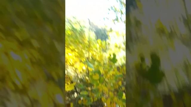 VID_20250928_140449.mp4