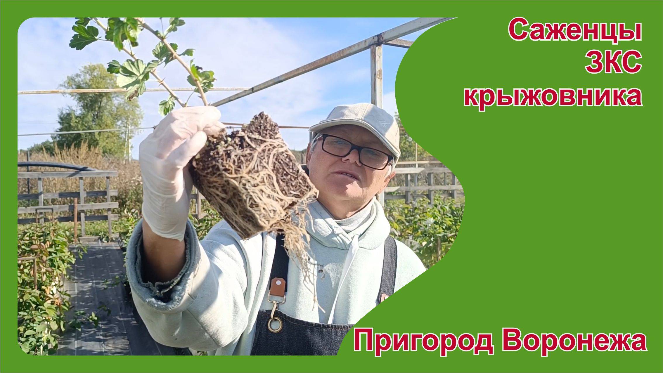 Саженцы крыжовников устойчивых к мучнистой росе. Пригород Воронежа.
