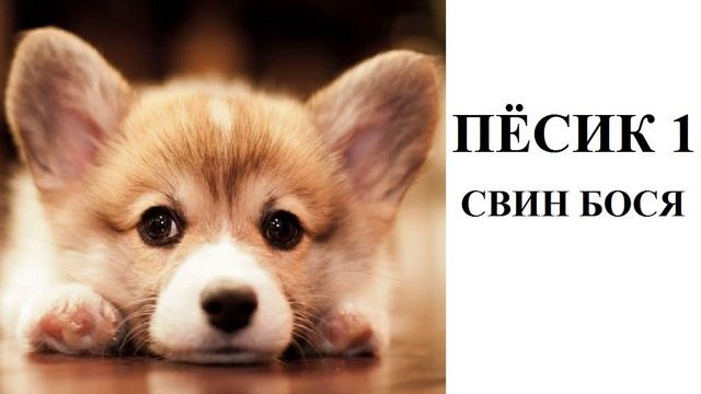 Свин Бося . ПЁСИК 1