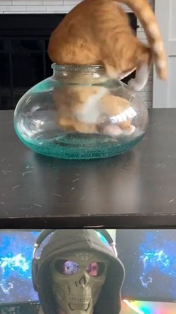 Гибкость котов удивляет