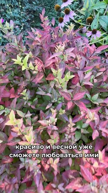 🍁Что посадить осенью на кладбище? ЛУЧШИЕ растения!