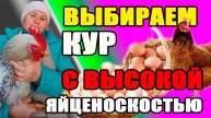 Мои куры с ВЫСОКОЙ яйценоскостью. Обзор моих кур - порода или кросс?