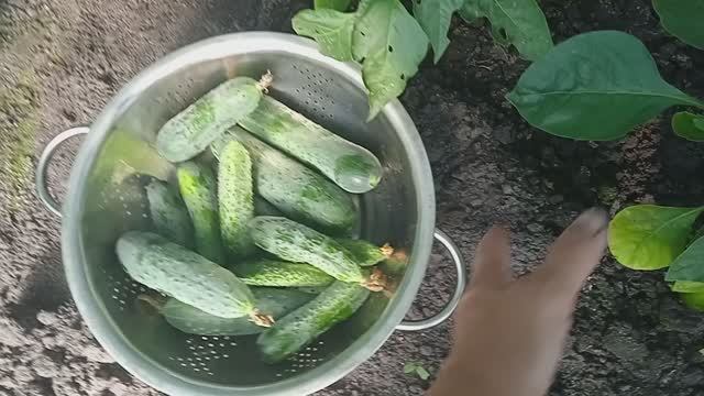 27.7.25г.  Собираю  🥒🥒🥒ОГУРЦЫ в Теплице для Консервации!!!  Перец Хороший!!!  Обзор в Теплице!!!