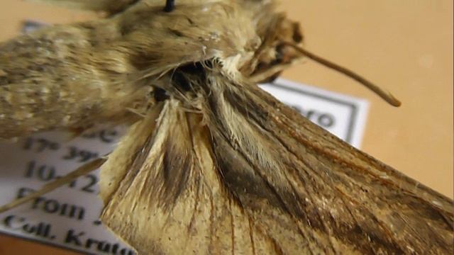БРАЖНИКИ: 652. Xylophanes Turbata
