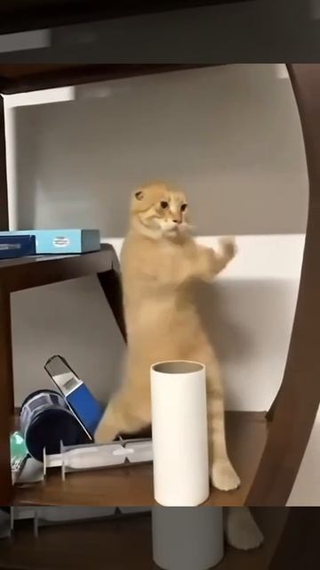 кото туль