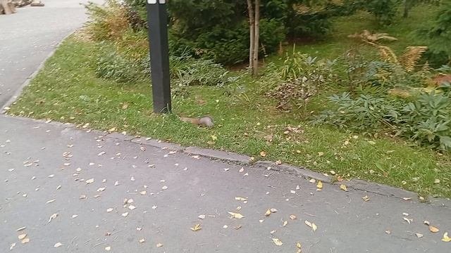 1000005994.mp4 зоопарк
