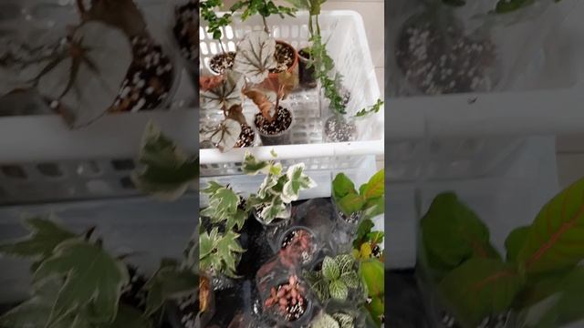 Цветочный фейерверк в Воронеже  27.09.2025г. Выставка-продажа комнатных цветов. #sansevieria #сансев