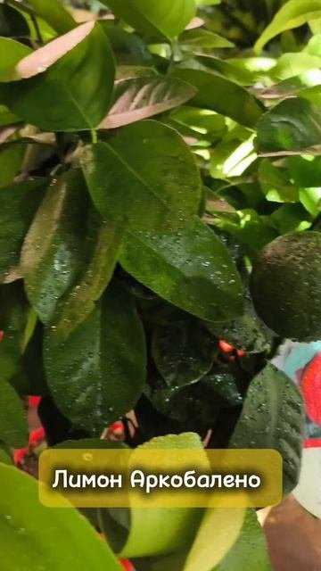 Цитрусовые с плодами в наличии СПб