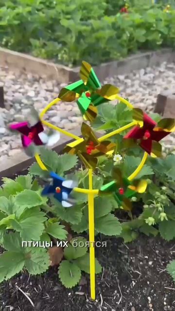 Ветерки в том году очень нам помогли и ягоды все чистые