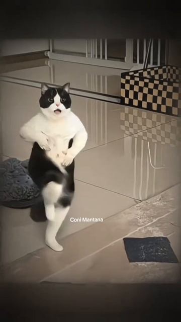 Meow Meow , Миаууу