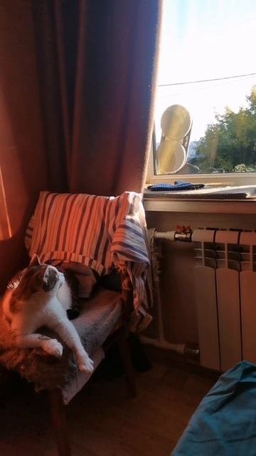 Кошка Грейси и мойщик окон