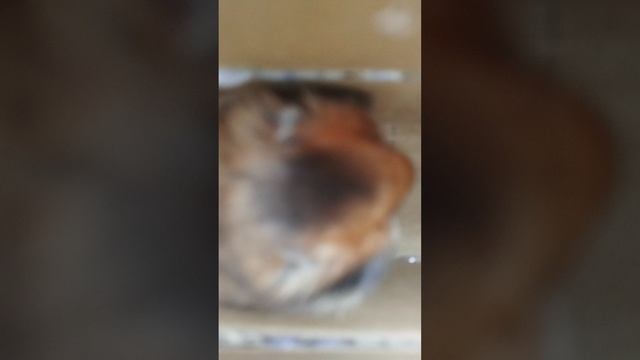 Редди проходит Лабиринт 😂😘