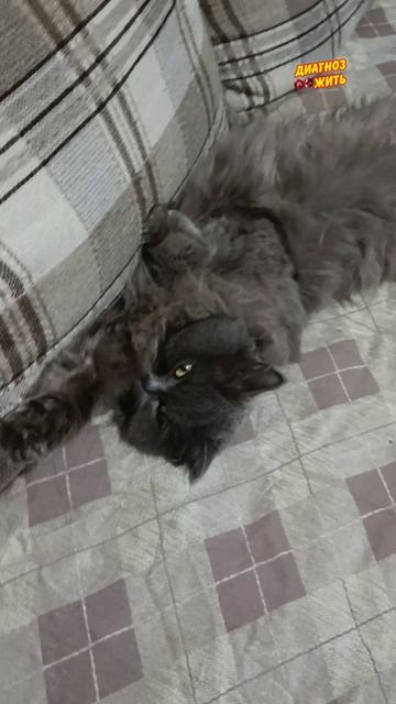 Сима спит а заготовки прибавляются