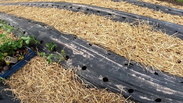 Поздняя посадка клубники.