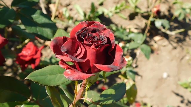 22==09==2025  ПВН  КМР   (275)