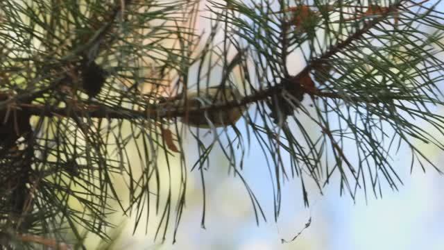 Желтоголовый Королёк, видео с голосом, наблюдение за птицами, Перынский Скит, 28 сентября 2025