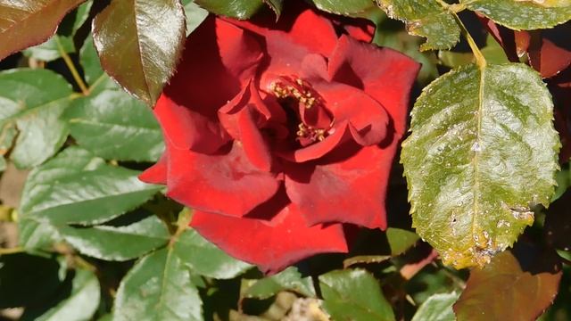 22==09==2025 ПВН КМР (264)