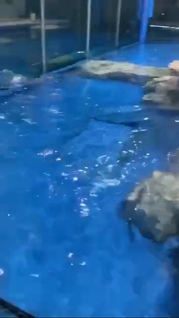 Покрасовался перед посетителями.