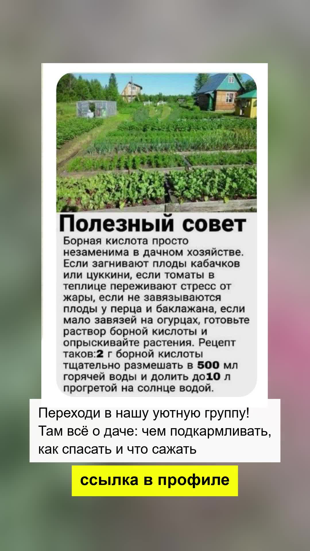 Дачный совет