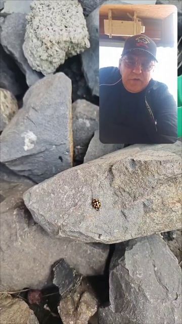 Народный сильный приворот на божью коровку