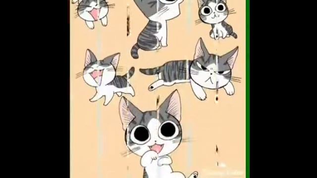 кошка чи