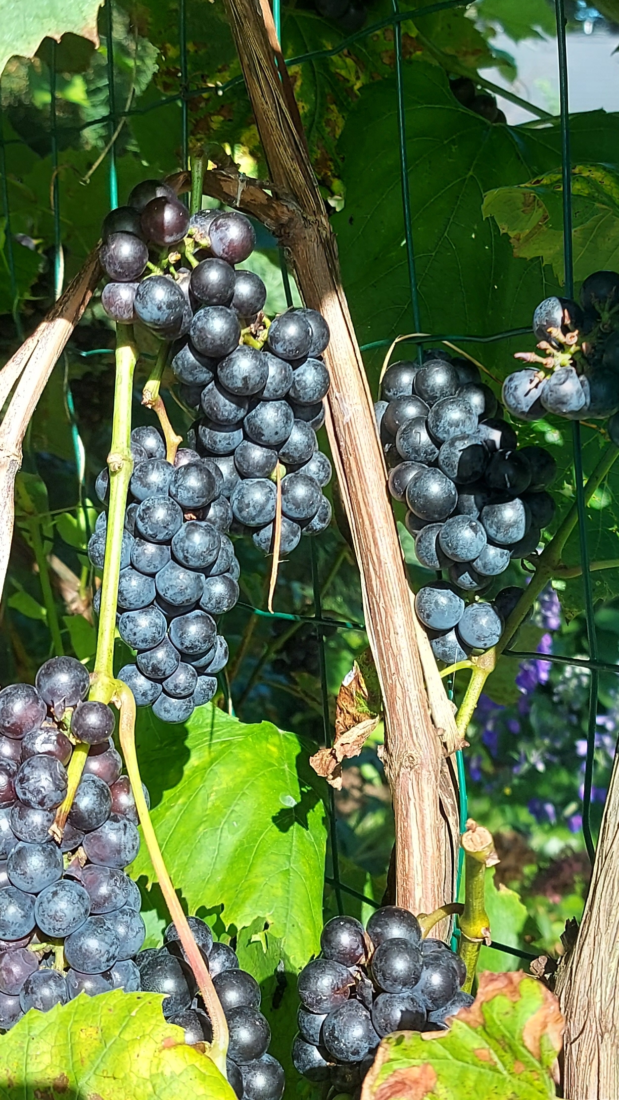 Сентябрь-пора винограда🍇🍇🍇