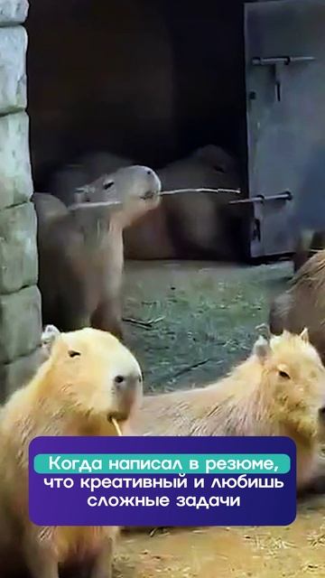 Обнаружили в Московском зоопарке капибару Жору из «Профразвития» 😎