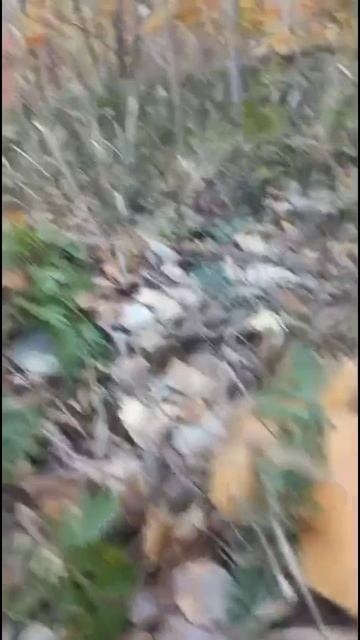 Лес грибов🍄