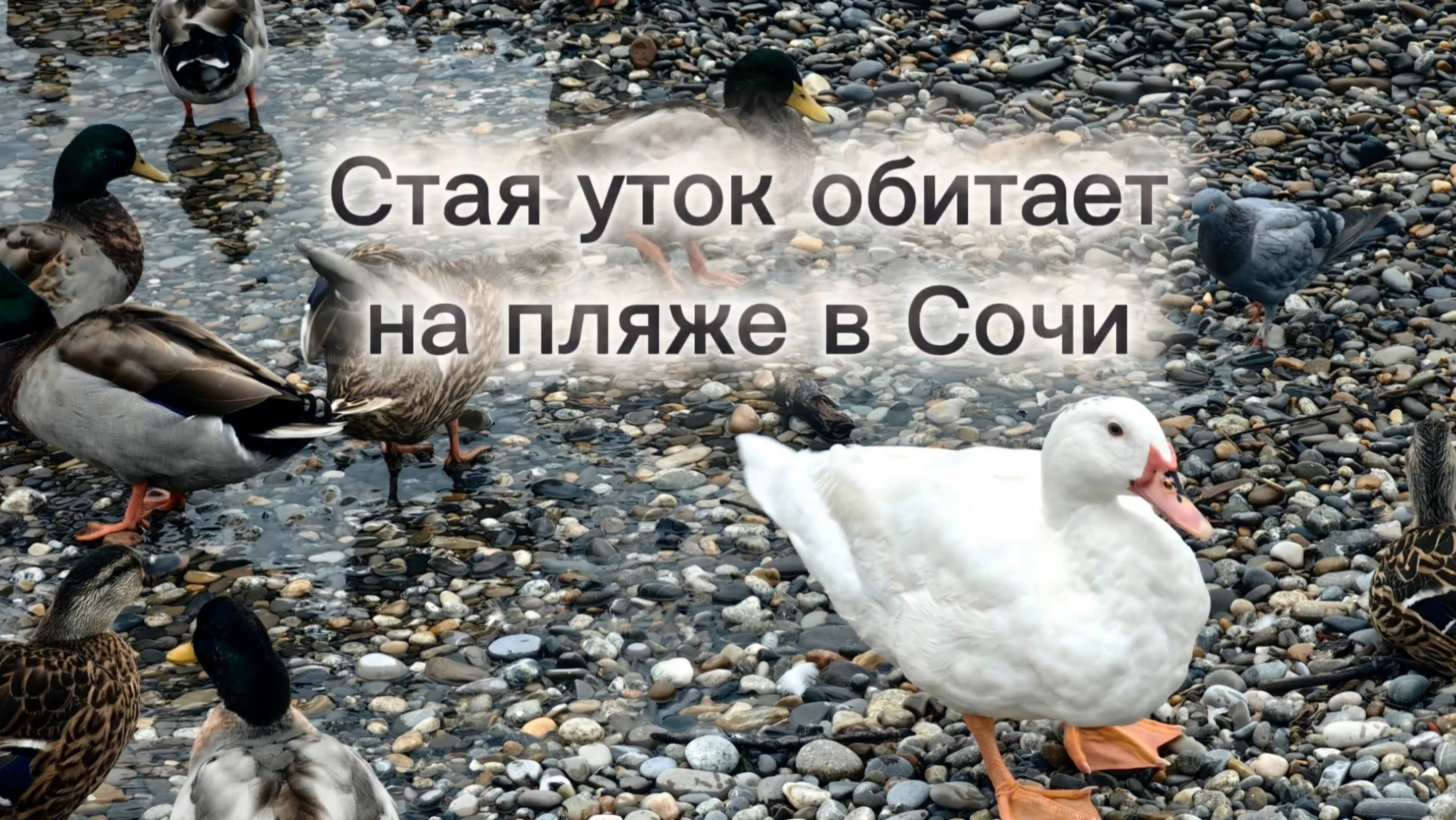 Стая уток живет на пляже в Сочи.