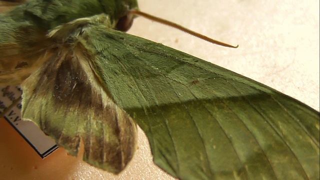 БРАЖНИКИ: 649. Xylophanes Splendens