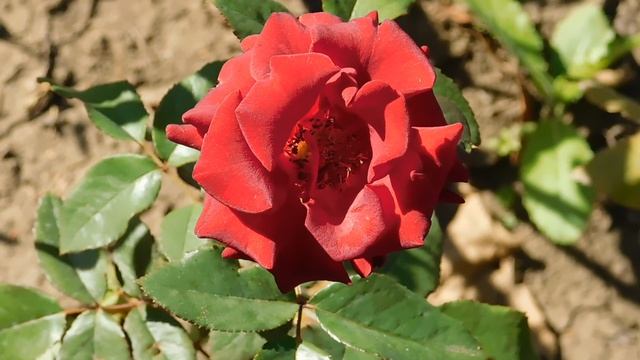 22==09==2025 ПВН КМР (278)