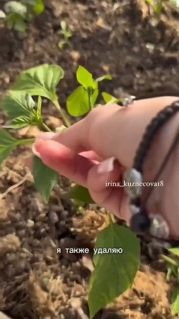 Формировка перцев🌶