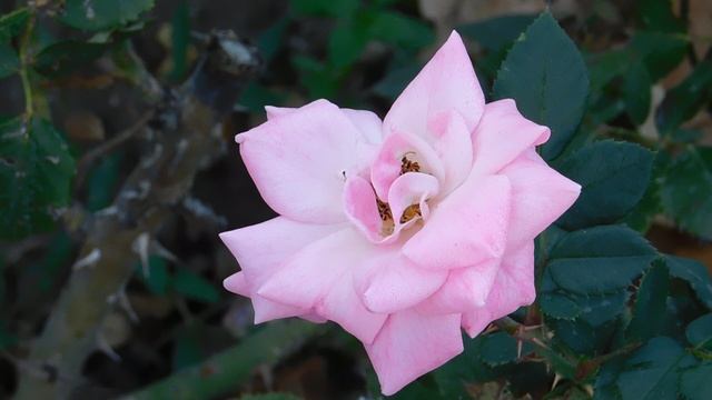 24=09=2025  кмр  ПВН   (2)