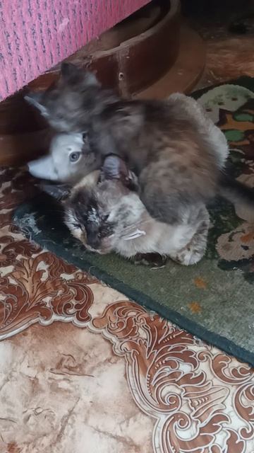 игручие кошечки