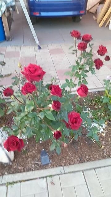 Любимые розы.🌹🌹🌹