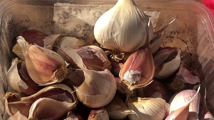 Посадка ОЗИМОГО ЧЕСНОКА ЗУБЧИКАМИ И ГОЛОВКАМИ.