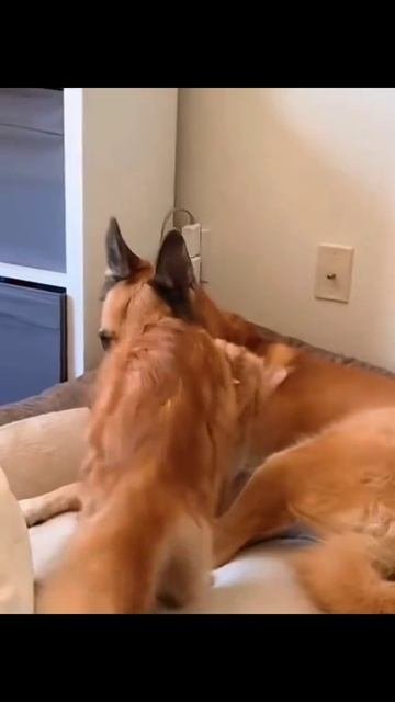 VID-20250928-WA0000
