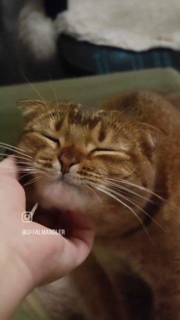 #НашКотСимба