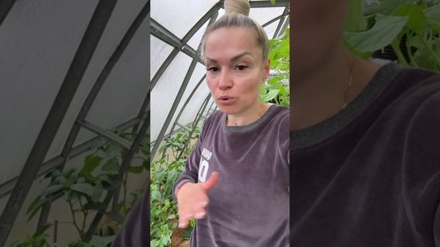 Подробно про перцы 🌶